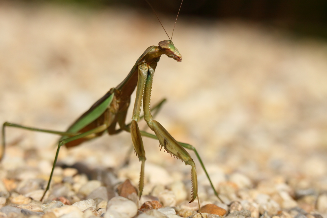 2013 08 29 HTP 04427
