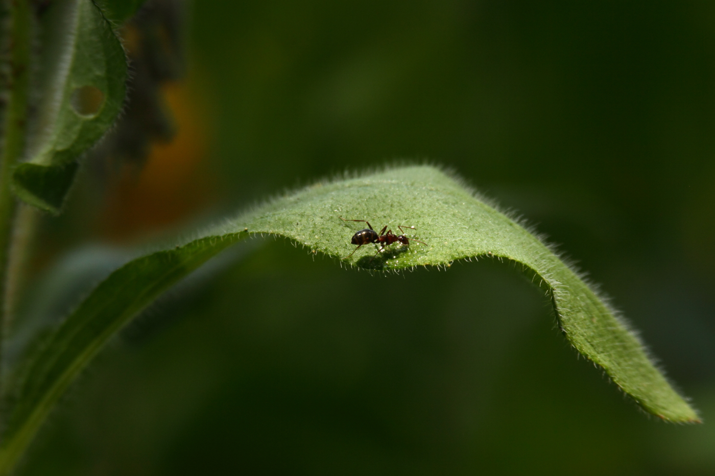 2014 06 28 HTP 66409