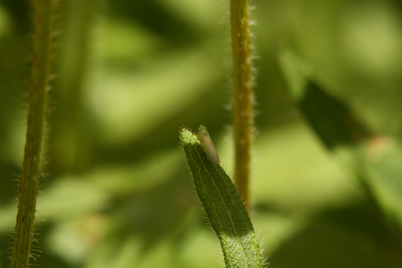 2014 06 28 HTP 66516