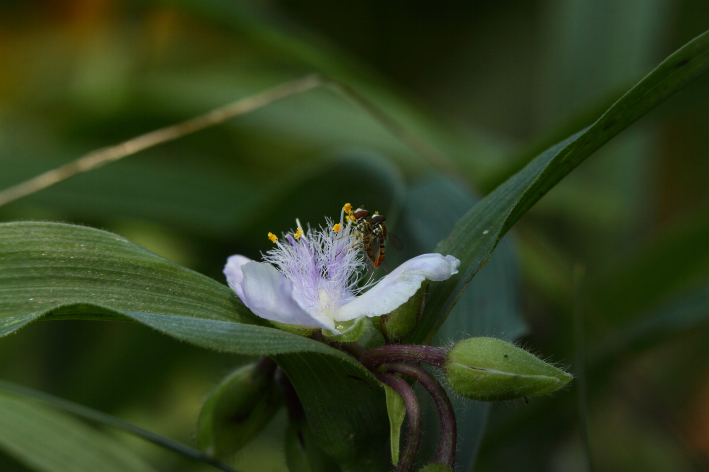 2014 07 18 HTP 73977