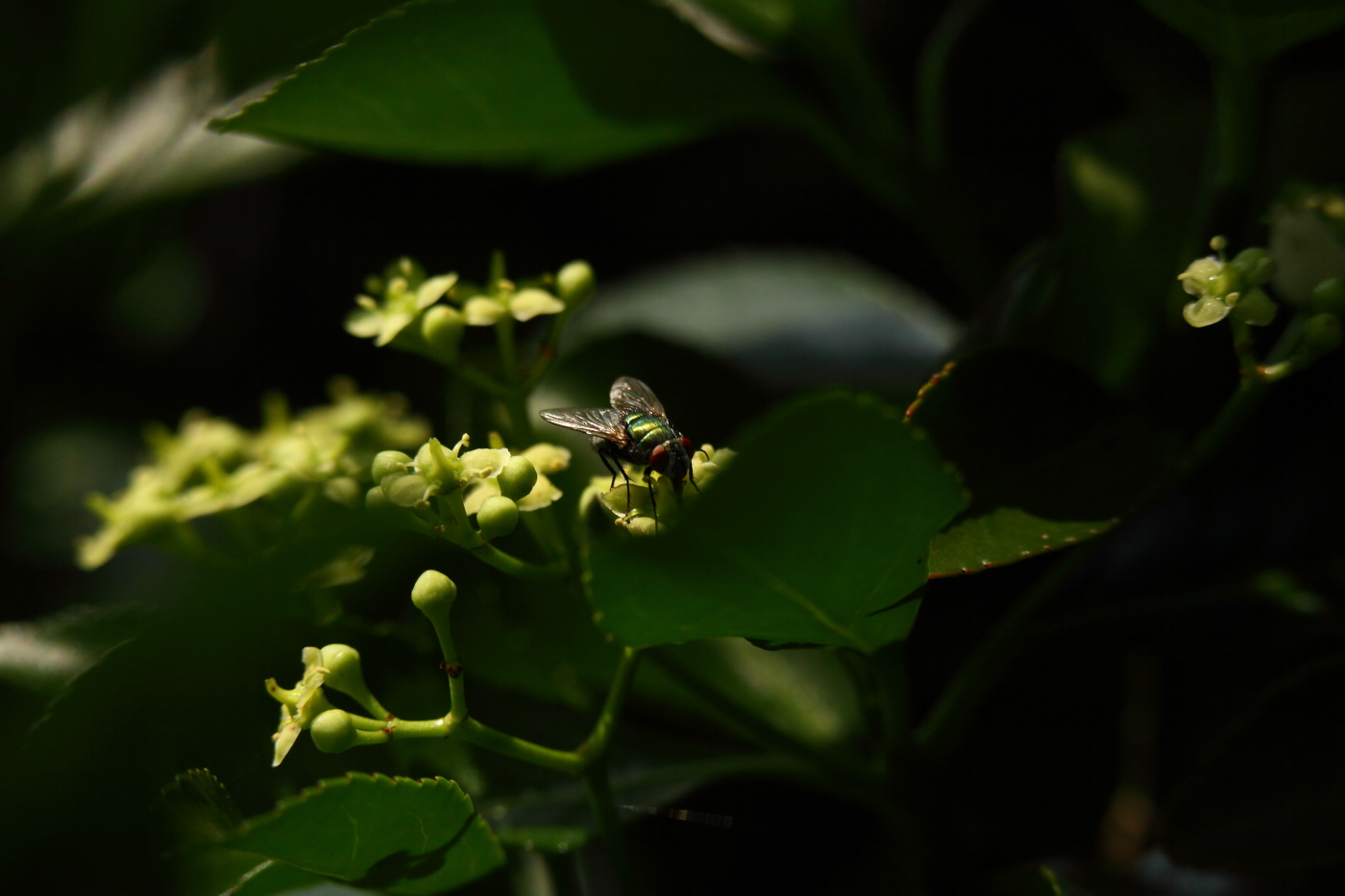 2014 07 21 HTP 74826