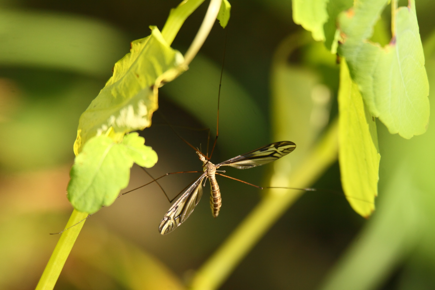2014 07 31 HTP 77134