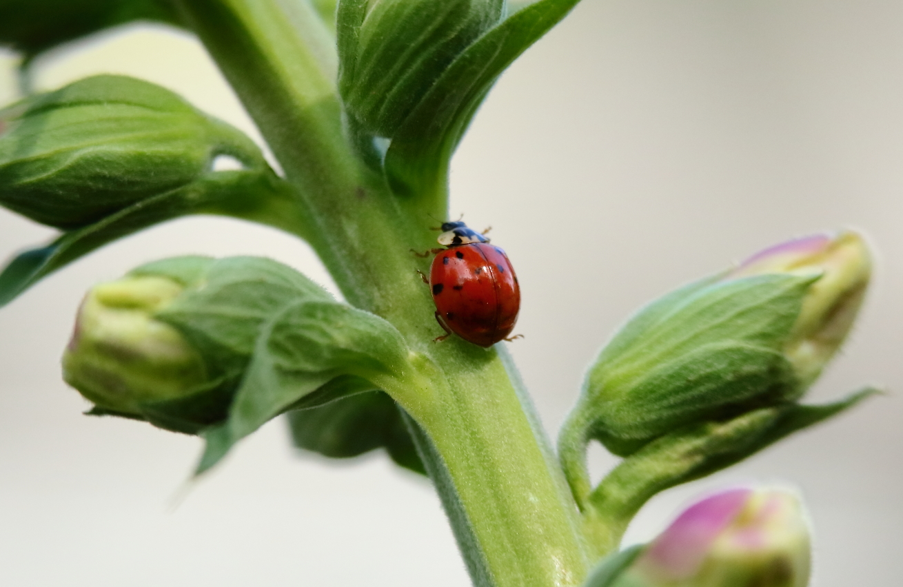 2017 05 24 HTP 20991