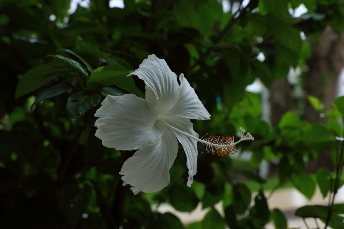 2019 09 05 HTP 91487e