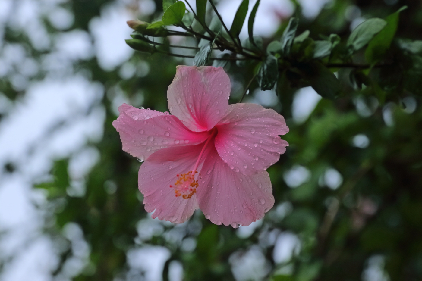 2019 09 05 HTP 91560e