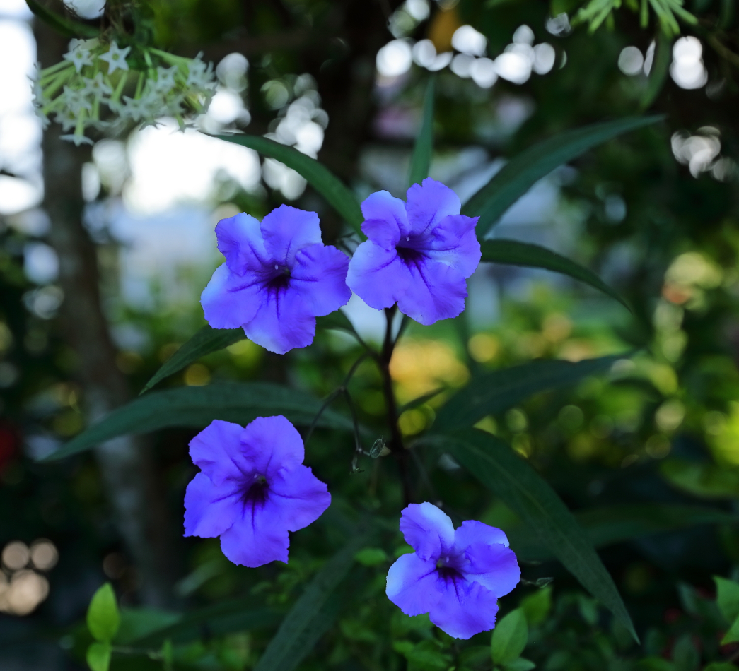 2019 09 06 HTP 90295e