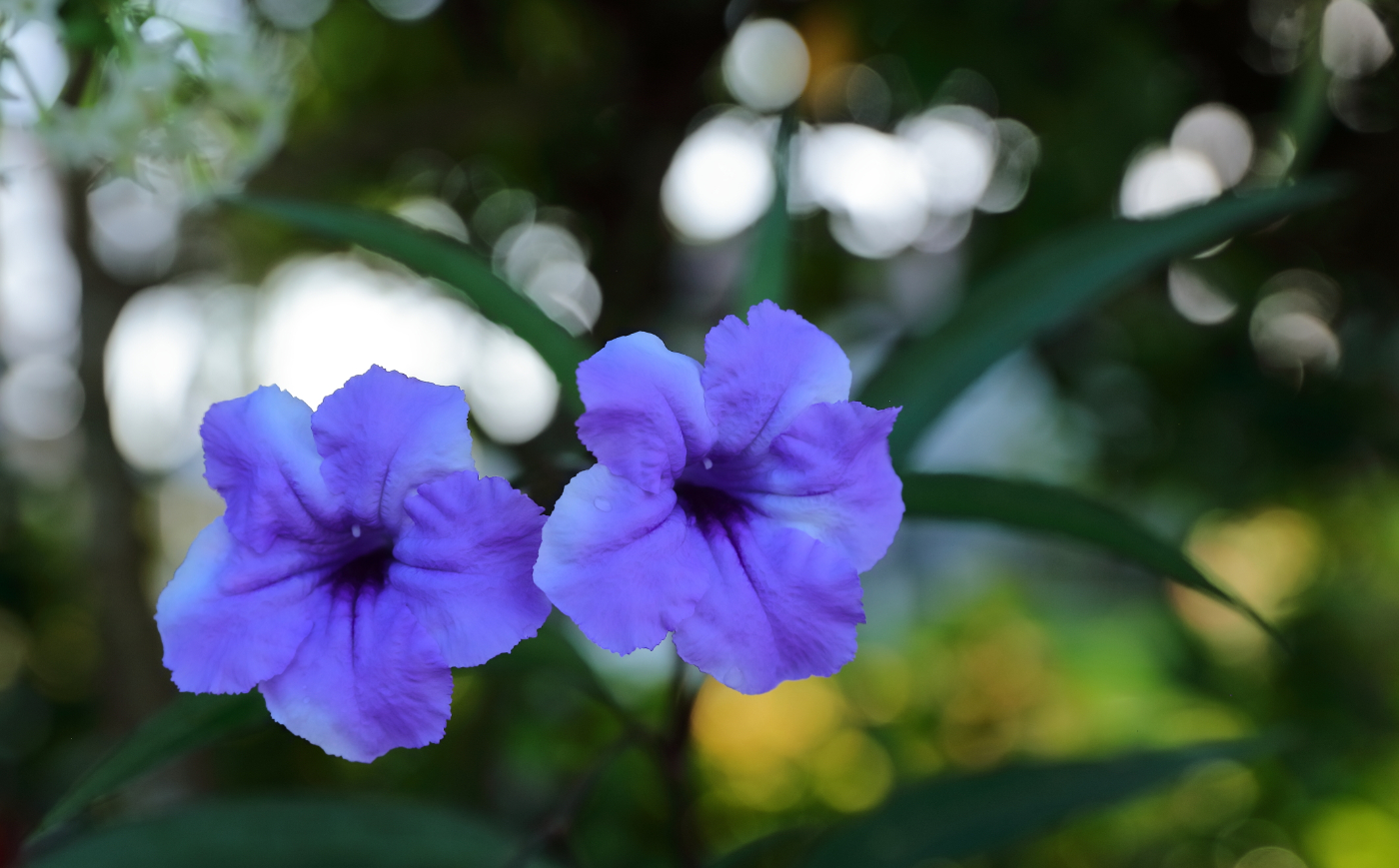 2019 09 06 HTP 90297e