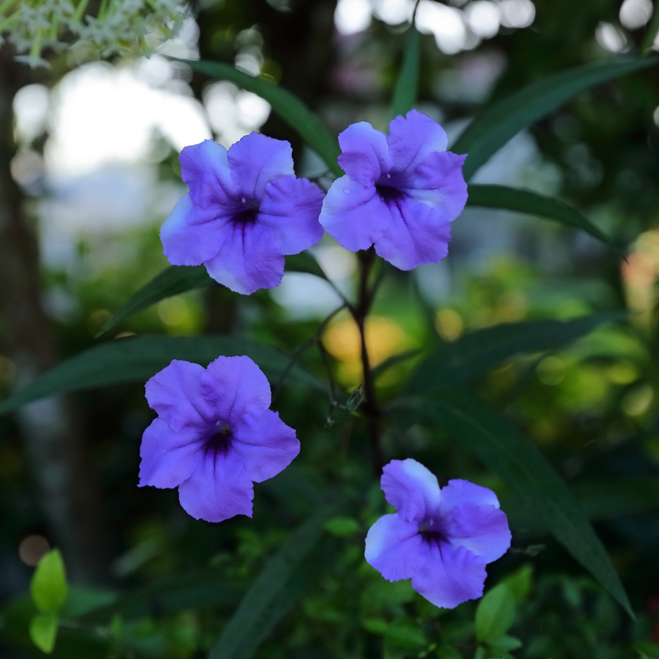 2019 09 06 HTP 90303e