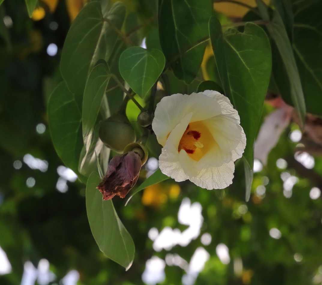 2019 09 06 HTP 91296e