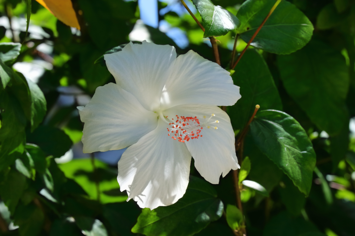 2019 09 07 HTP 90527e