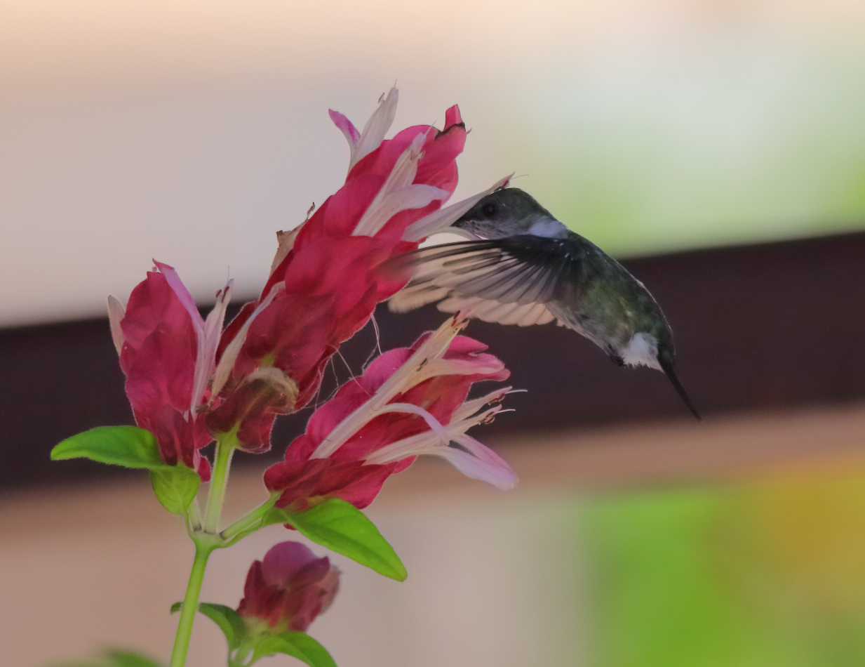 2019 09 07 HTP 90807e