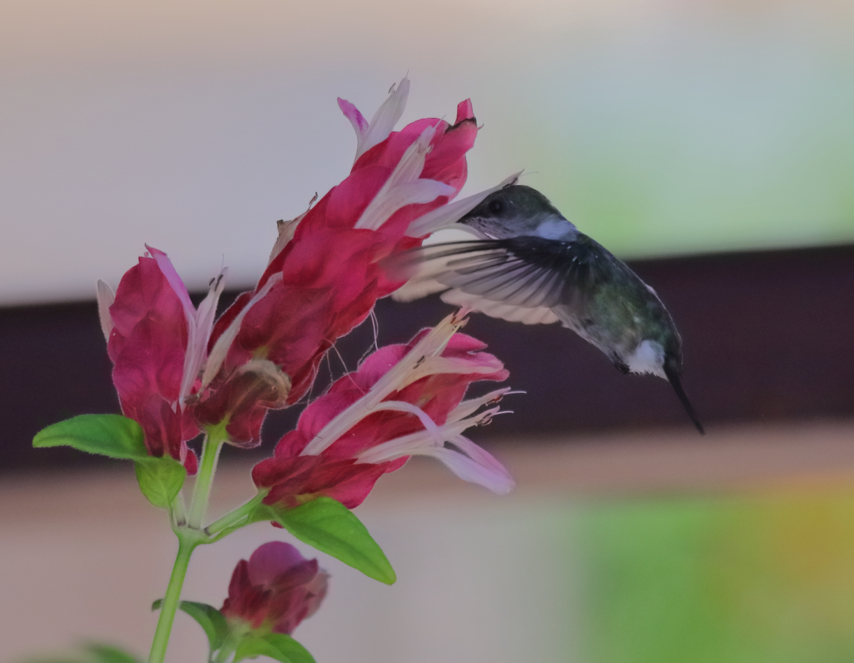 2019 09 07 HTP 90808e