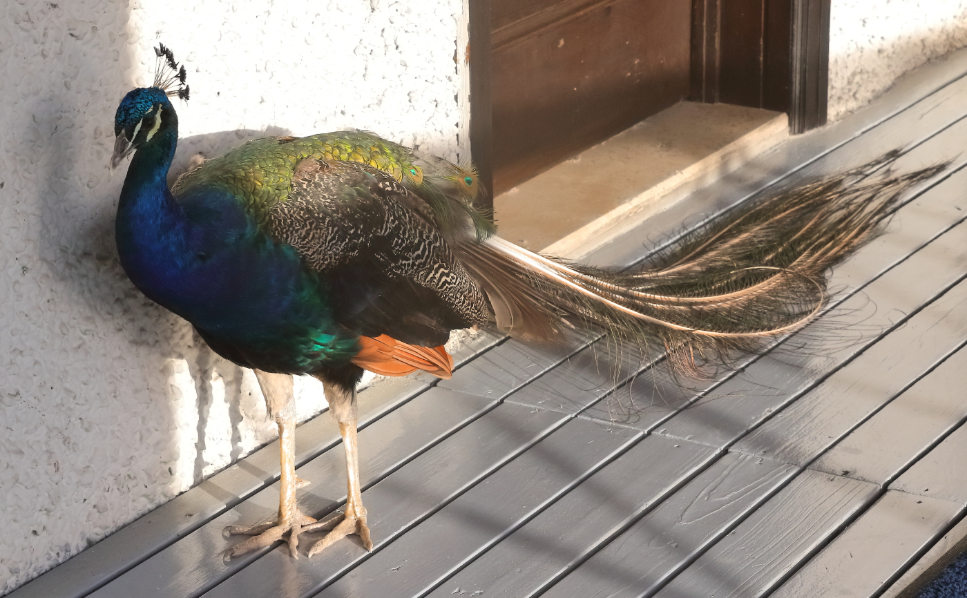 2019 09 08 HTP 90016e