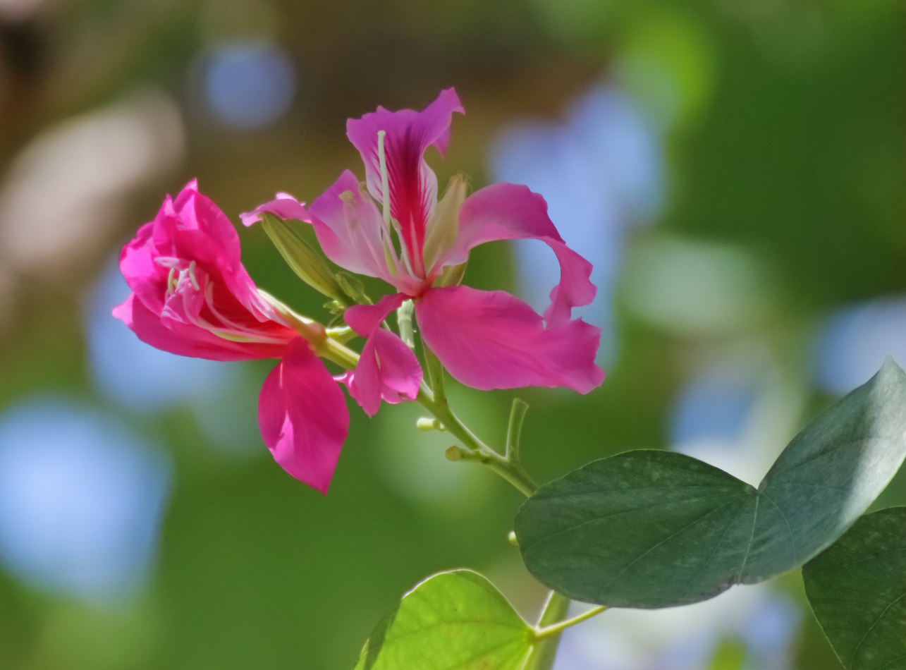2019 09 12 HTP 90984e
