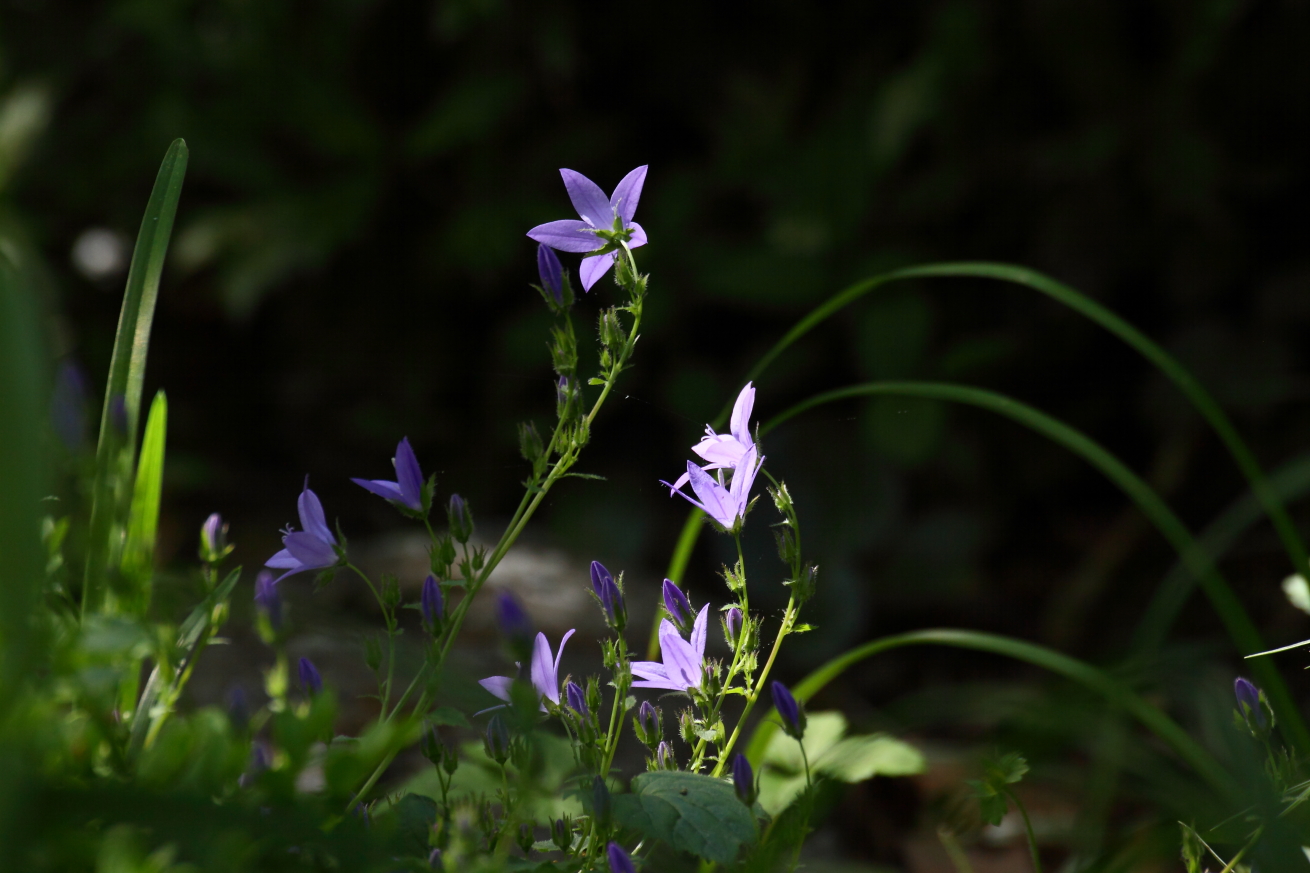 2015 06 13 HTP 000065506
