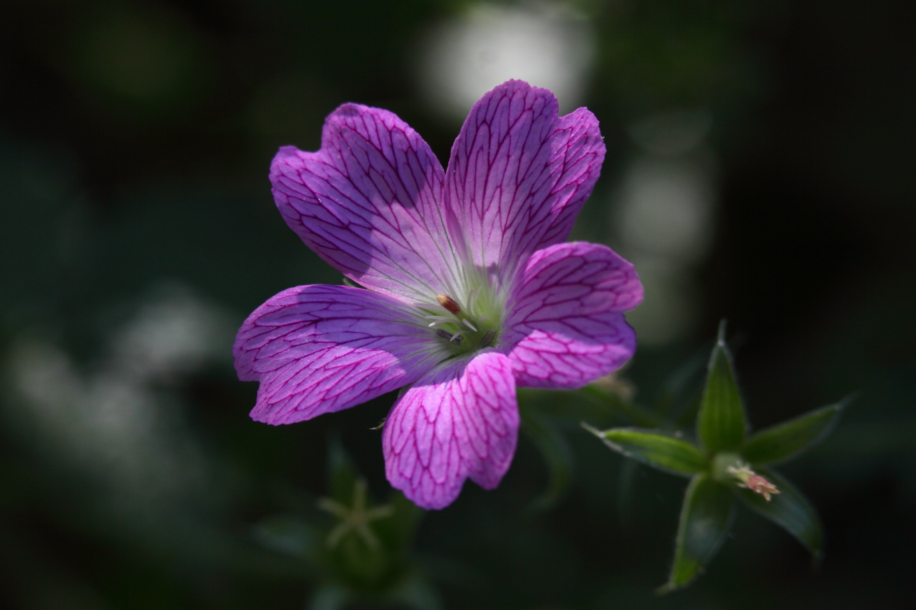 2015 06 13 HTP 000065927