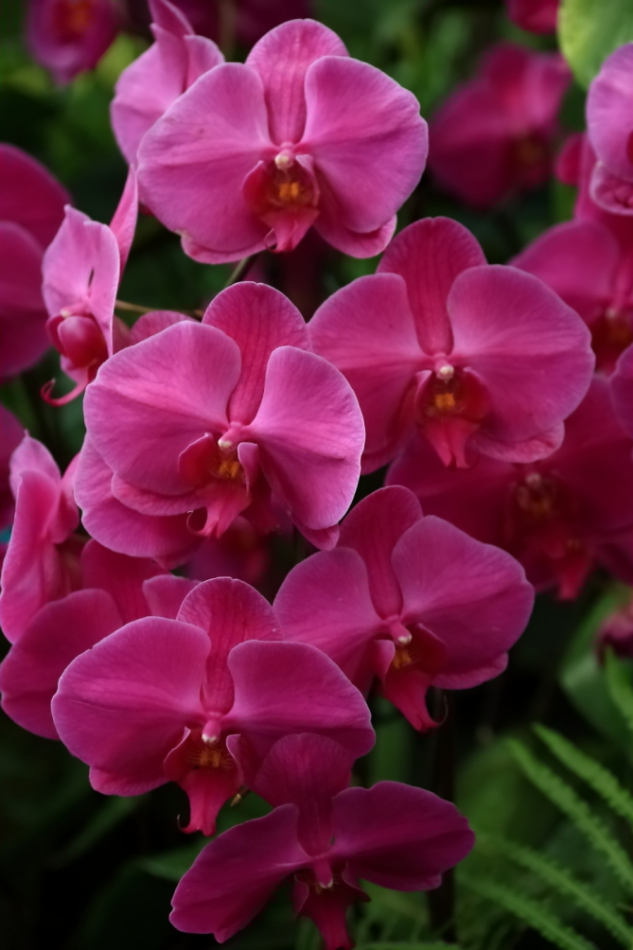 NYBG Orchid Show April 2012