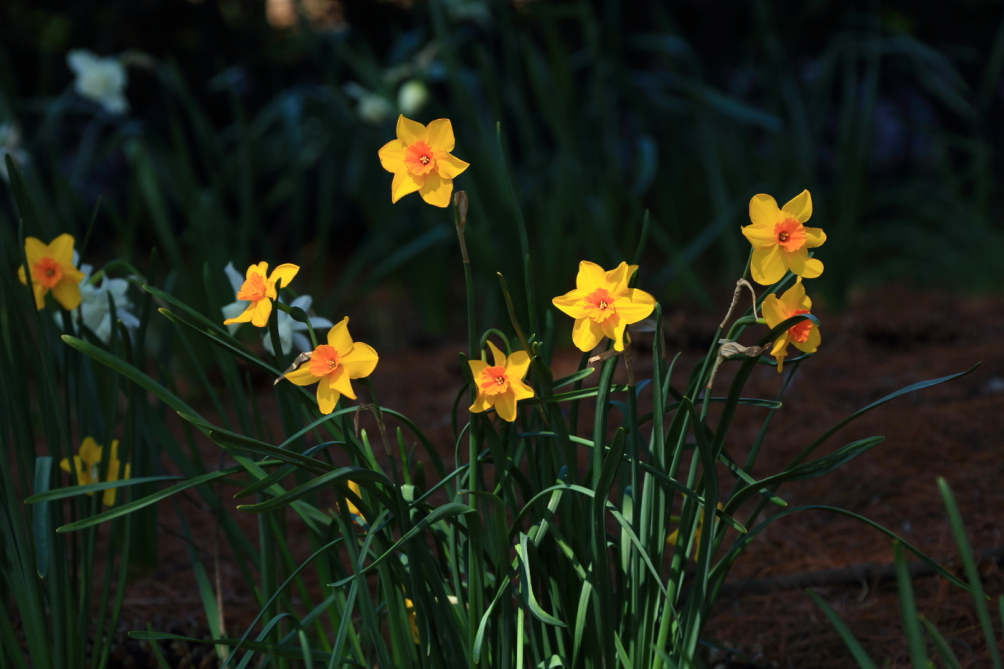 2012 04 08 HTP 90011