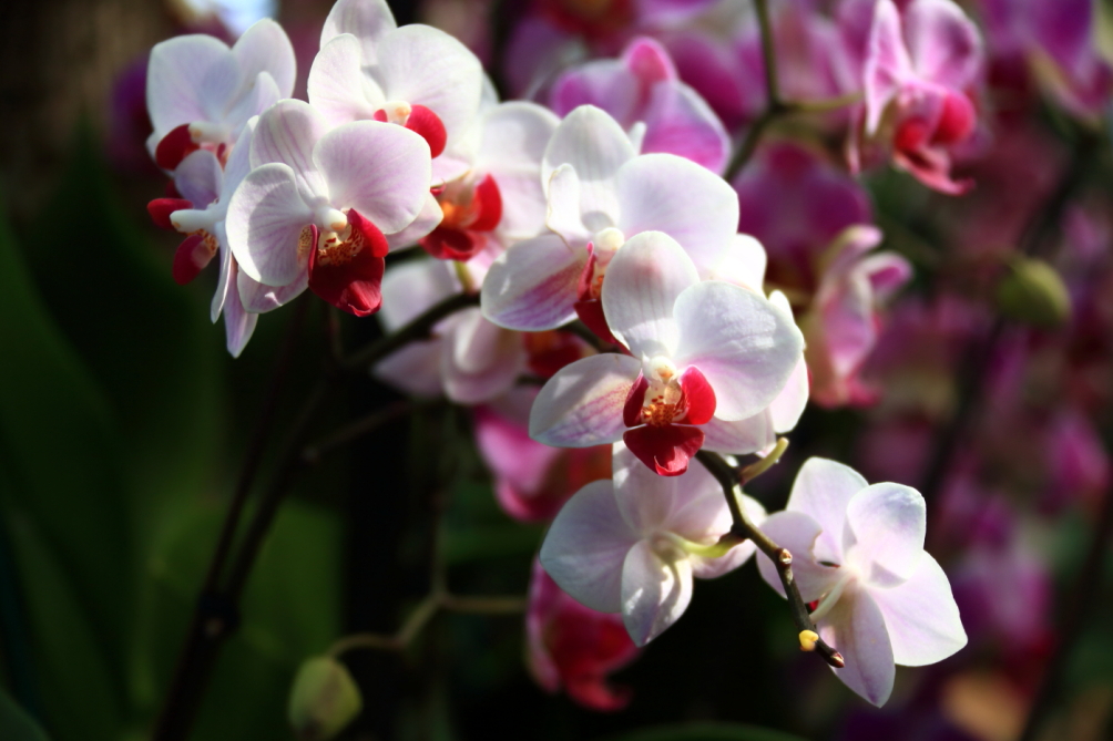 2012 04 08 HTP 90012