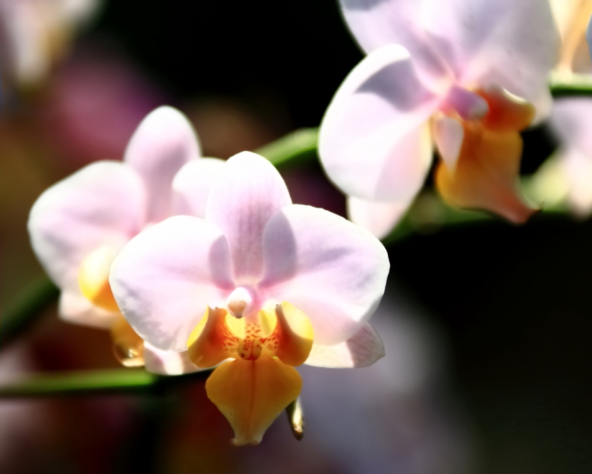 2012 04 08 HTP 90013