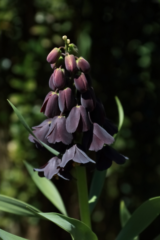2012 04 08 HTP 90014