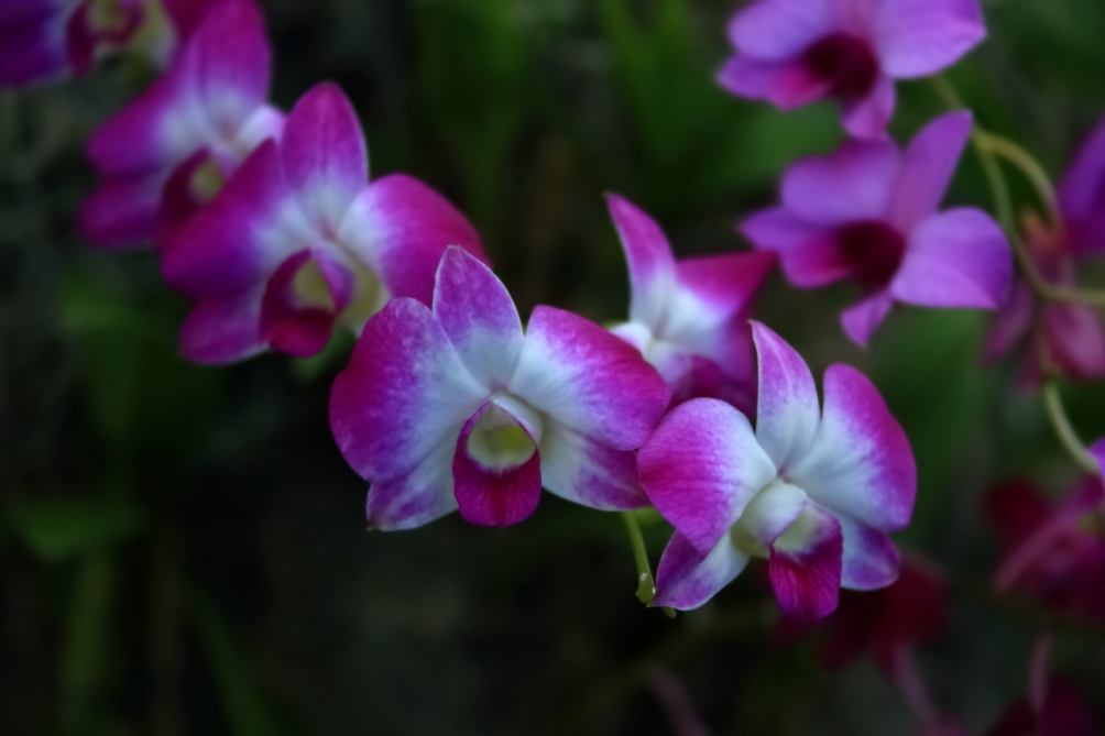 2012 04 08 HTP 90015