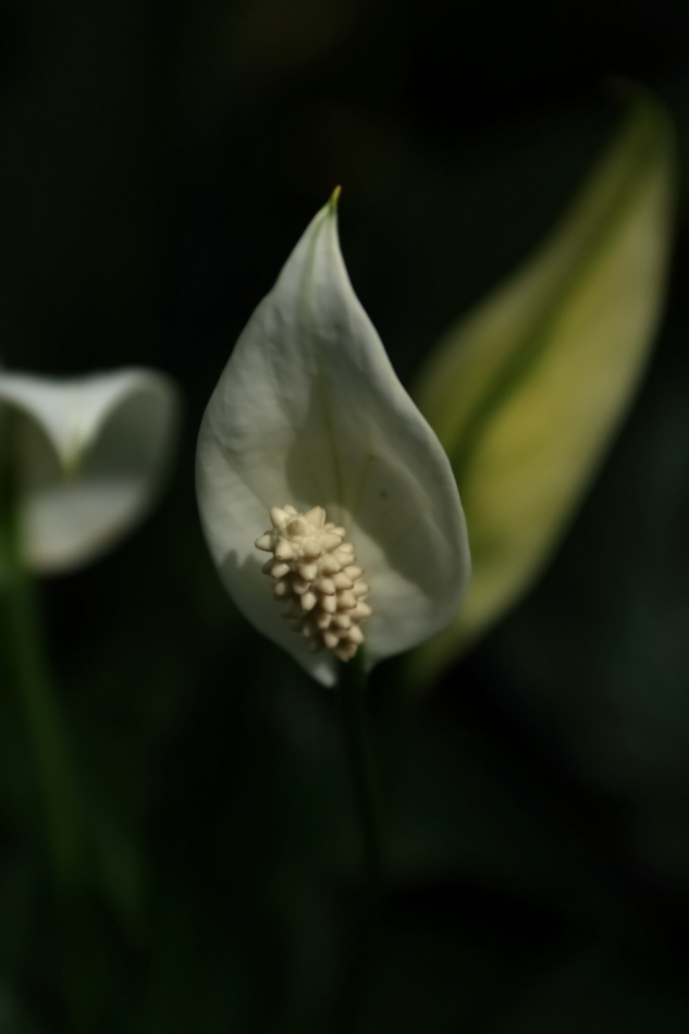 2012 04 08 HTP 90022