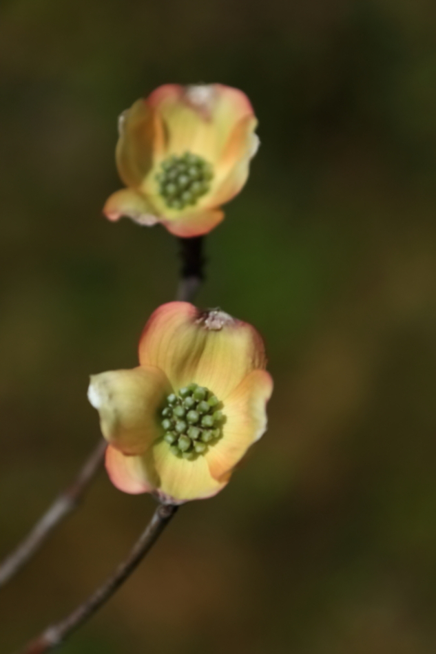 2012 04 08 HTP 90030