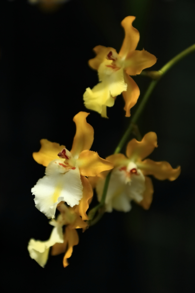 2012 04 08 HTP 90040