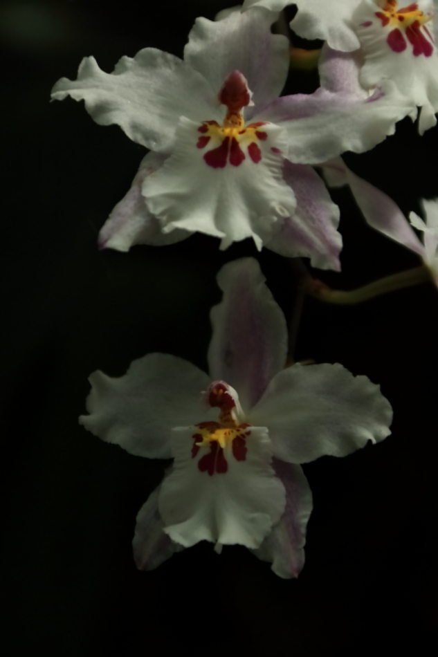2012 04 08 HTP 90044