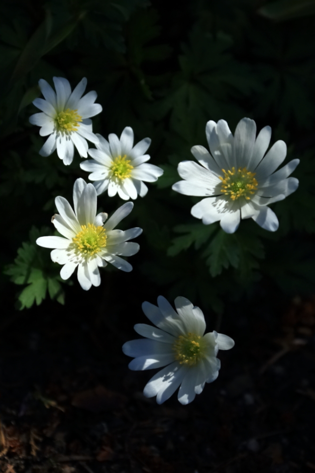 2012 04 08 HTP 90052