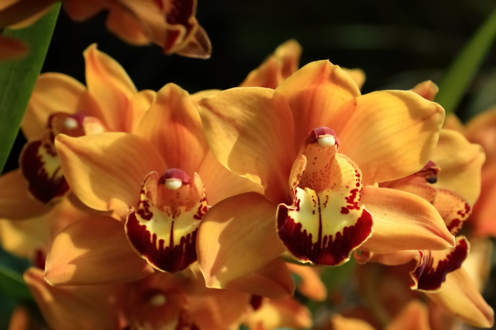 2012 04 08 HTP 90056