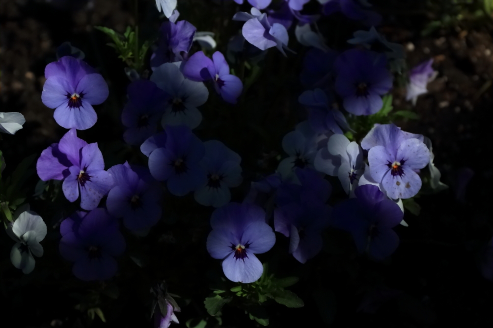 2012 04 08 HTP 90057