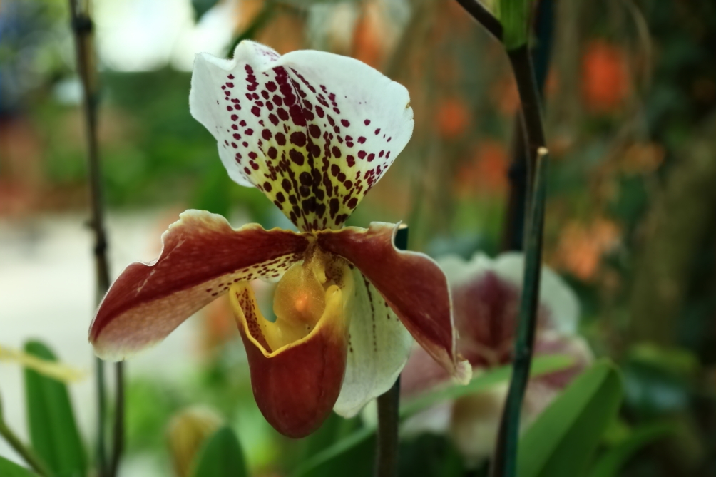 2012 04 08 HTP 90060