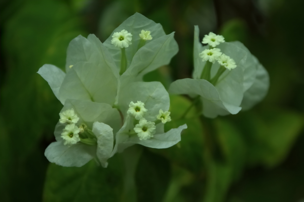 2012 04 08 HTP 90076