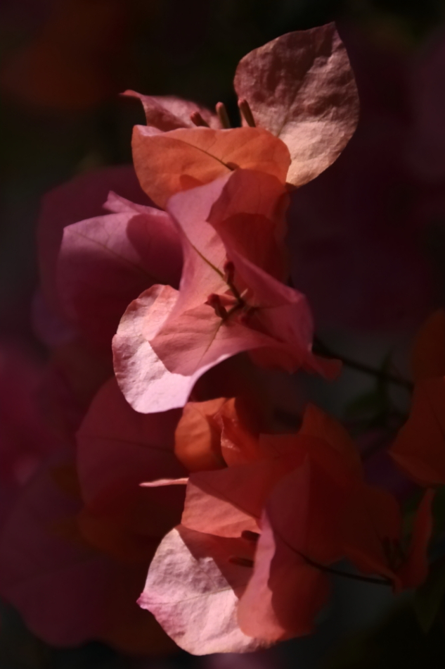2012 04 08 HTP 90079
