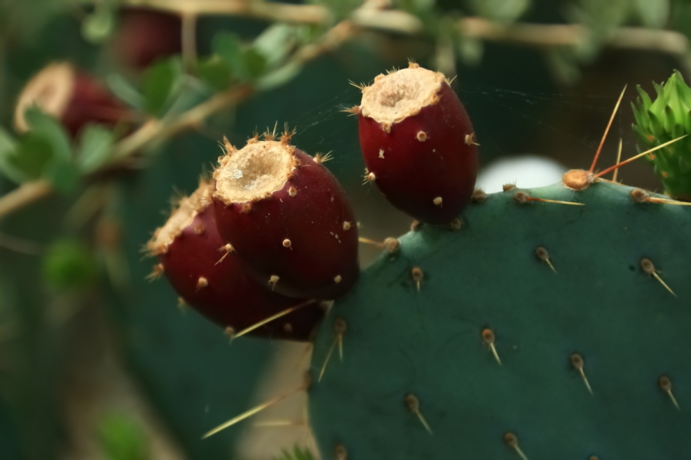 2012 04 08 HTP 90104