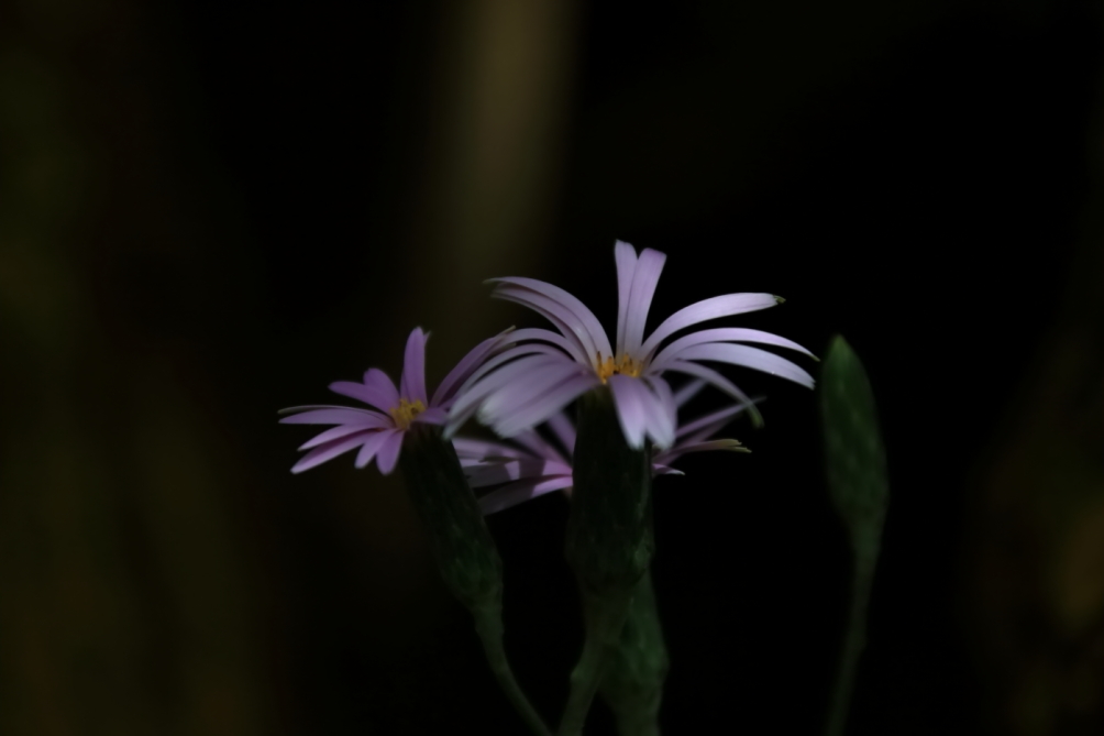 2012 04 08 HTP 90119