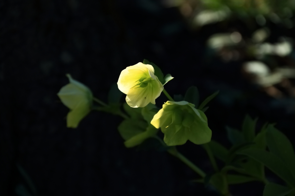 2012 04 08 HTP 90121