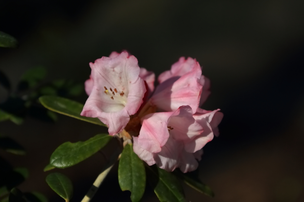 2012 04 08 HTP 90127