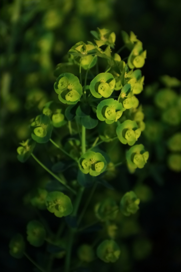 2012 04 08 HTP 90139
