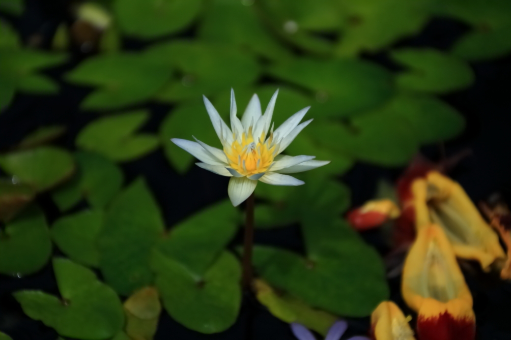 2012 04 08 HTP 90141