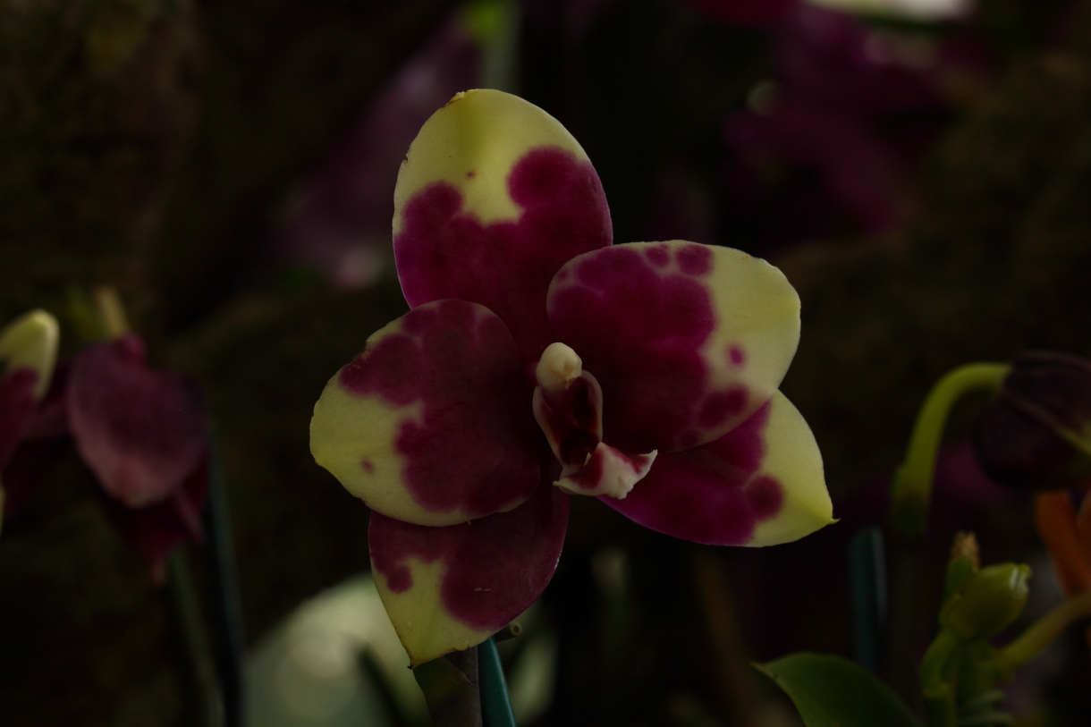 2014 04 20 HTP 44649