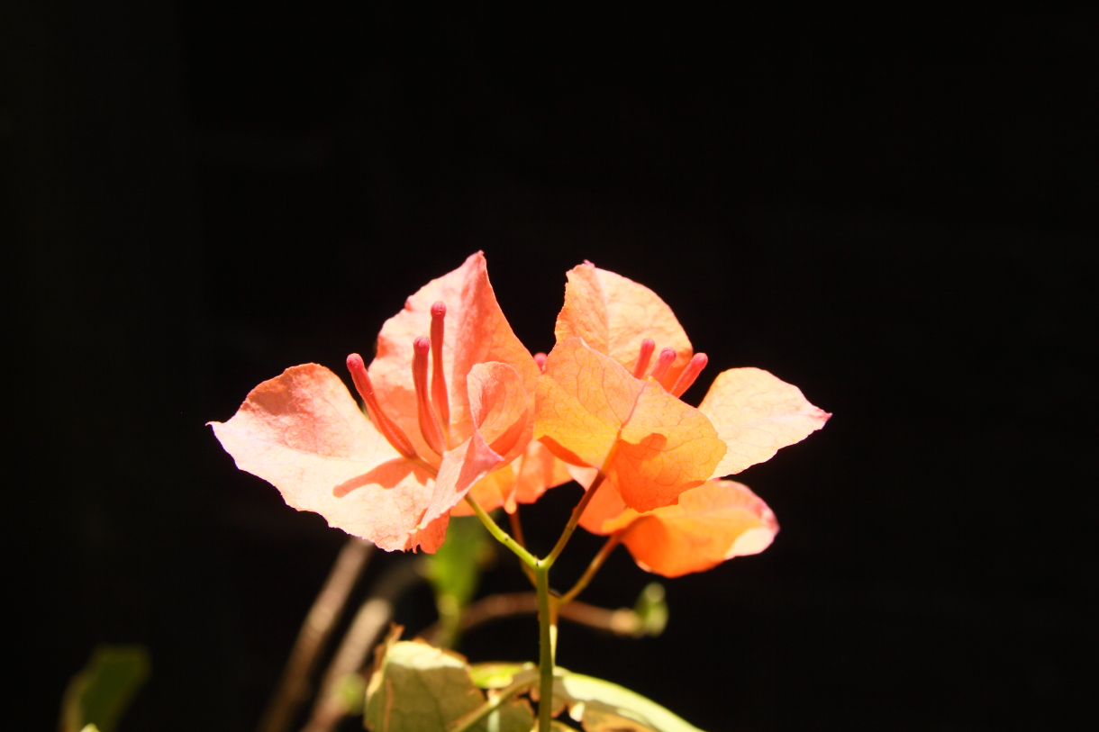 2014 04 20 HTP 44655