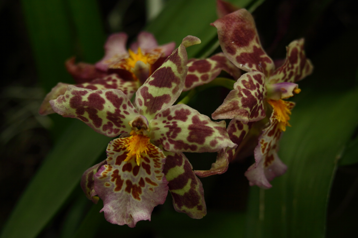 2014 04 20 HTP 45077