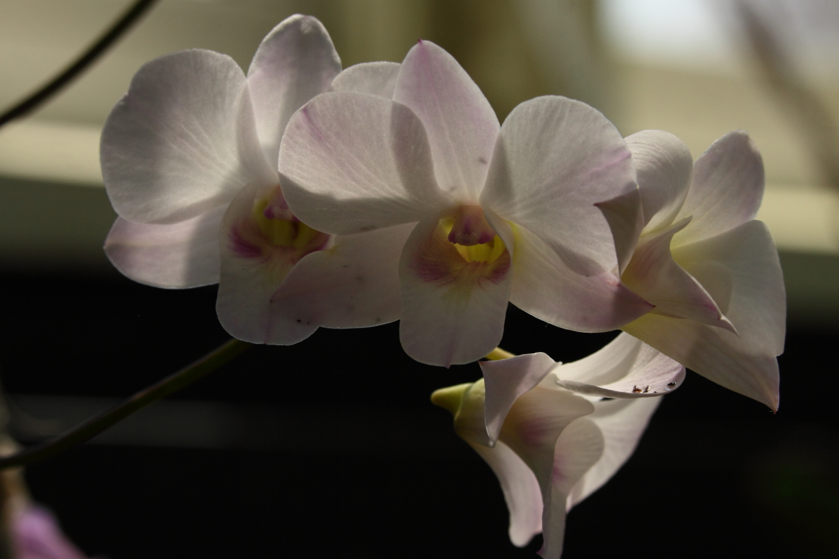 2014 04 20 HTP 45174