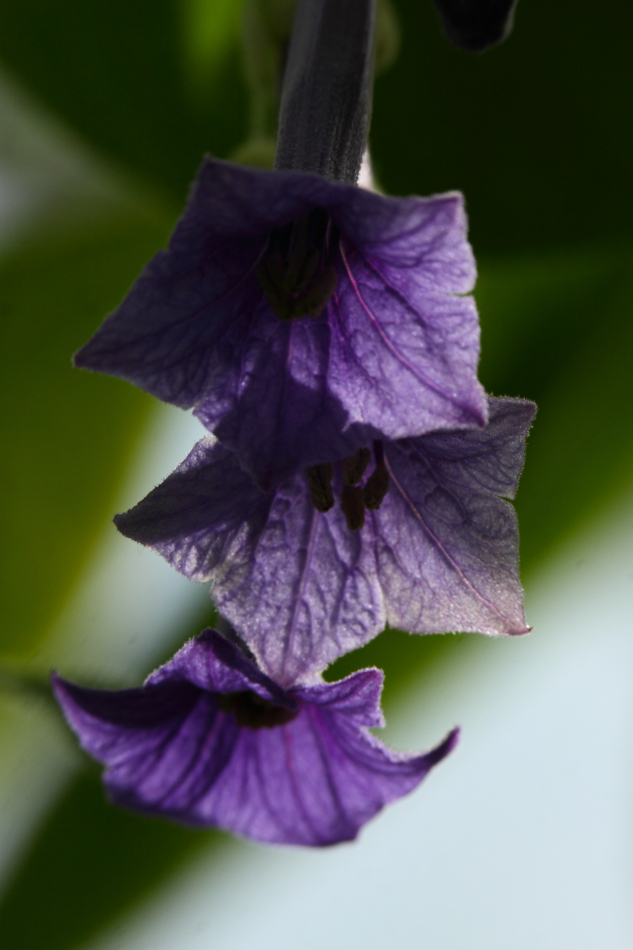 2014 04 20 HTP 45293