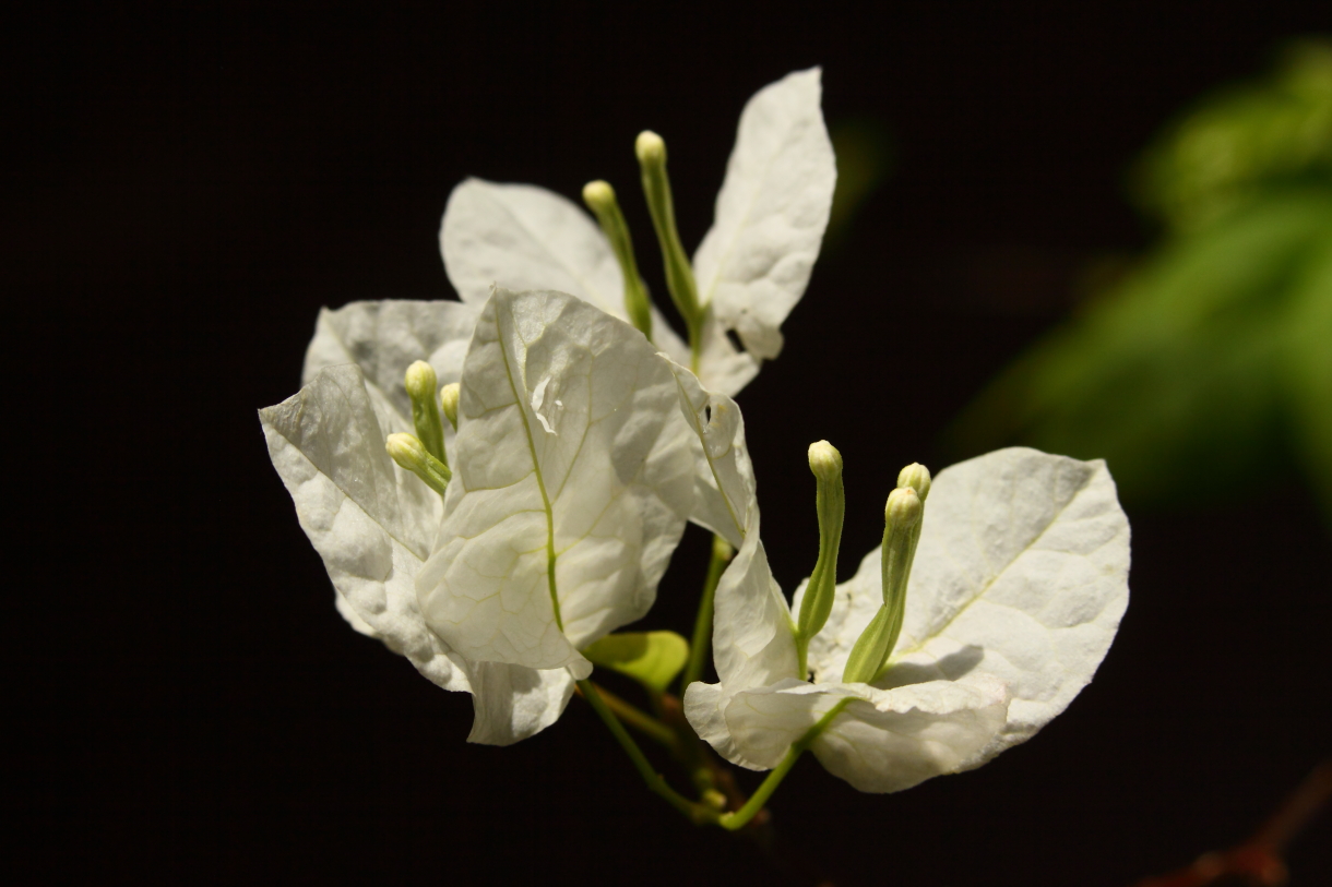 2014 04 20 HTP 45410
