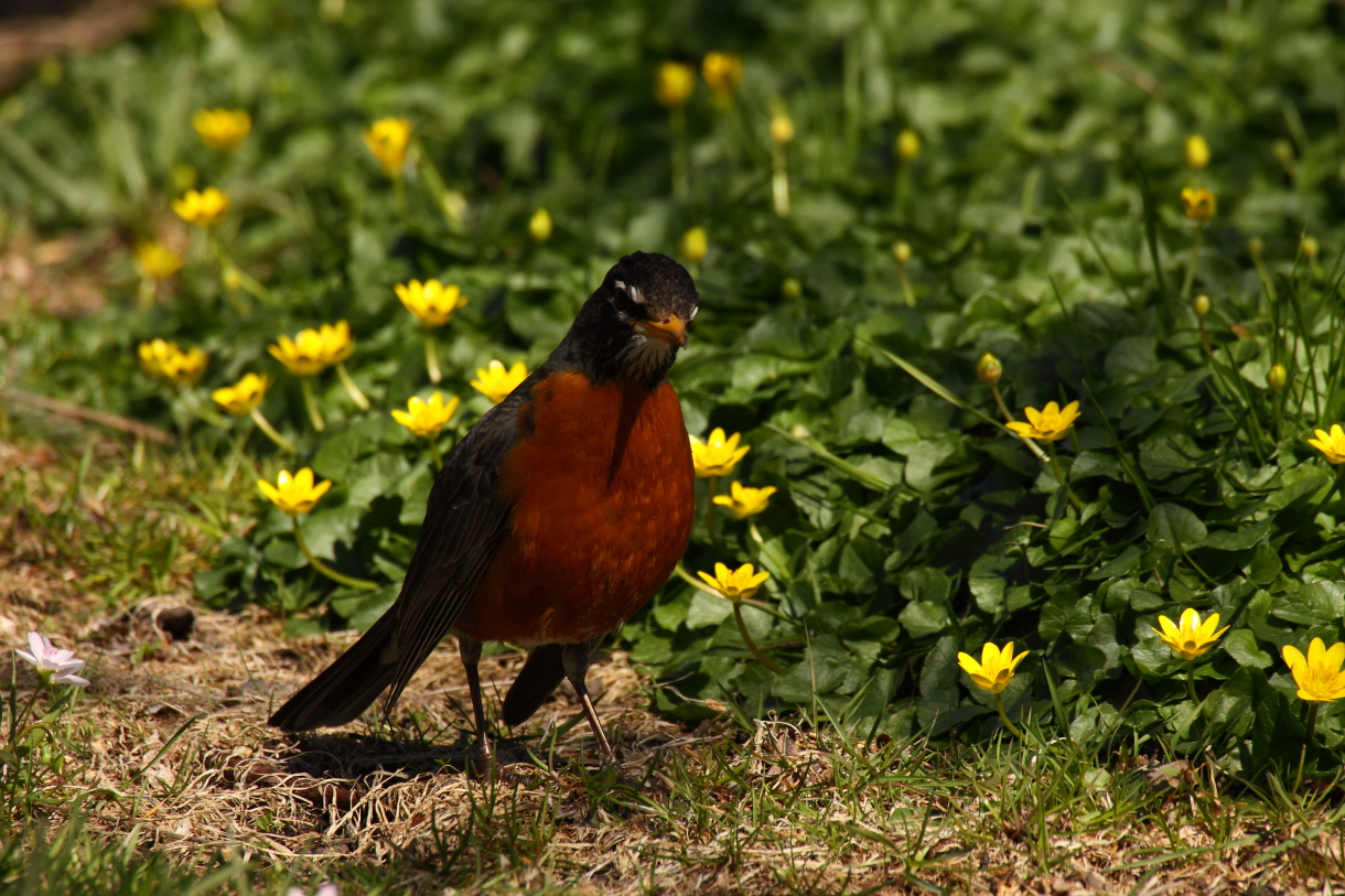 2014 04 20 HTP 45524