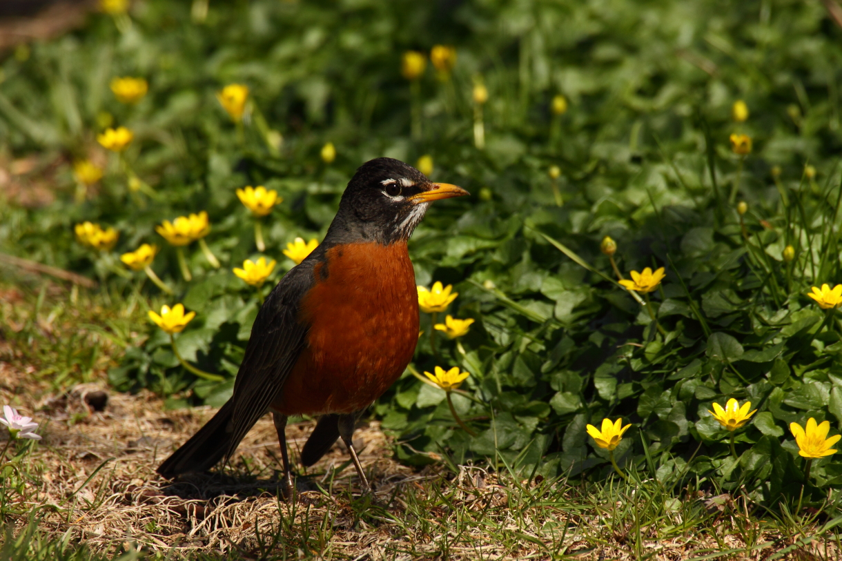 2014 04 20 HTP 45526